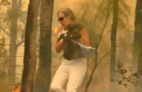 Sacrifican a koala que una mujer salvó de las llamas en Australia - SNT