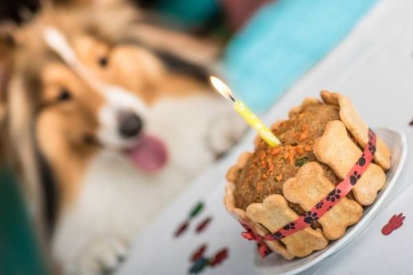 Los aliados perfectos para mimar a tus mascotas