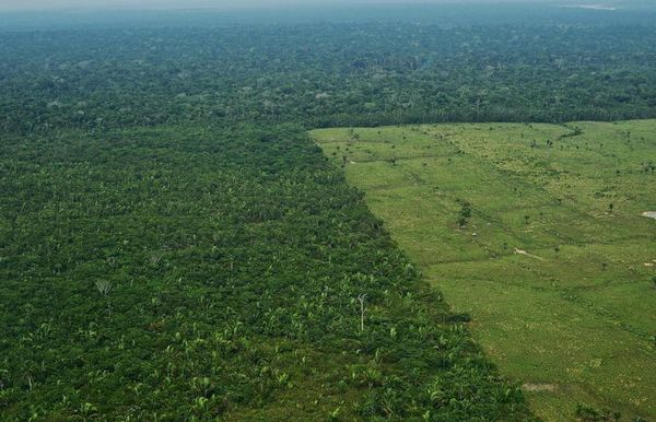 Amnistía Internacional urge a Bolsonaro a frenar ganadería ilegal en Amazonia - Mundo - ABC Color