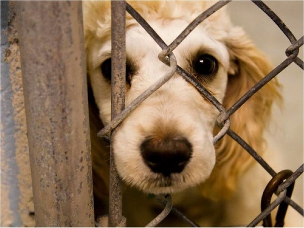 Declaran crueldad hacia los animales como delito federal en EEUU