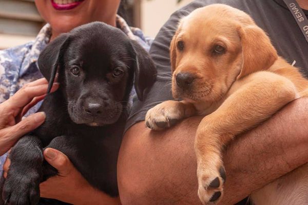 Donan dos labradores cachorros a la Senad