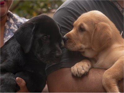 Dos cachorros donados serán adiestrados en la Senad