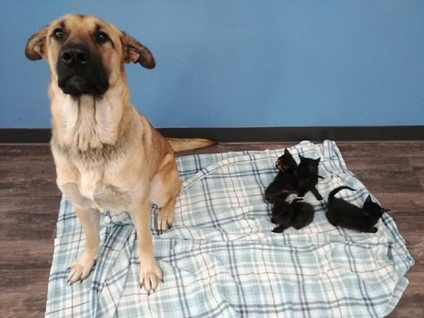 Serenity, el perro callejero que acogió a gatos, se vuelve viral