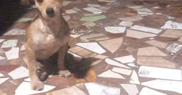 “Intruso”, el perrito adoptado por un barrio