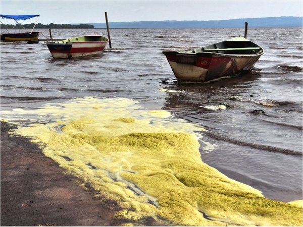 Algas tóxicas están de vuelta en zona de Areguá