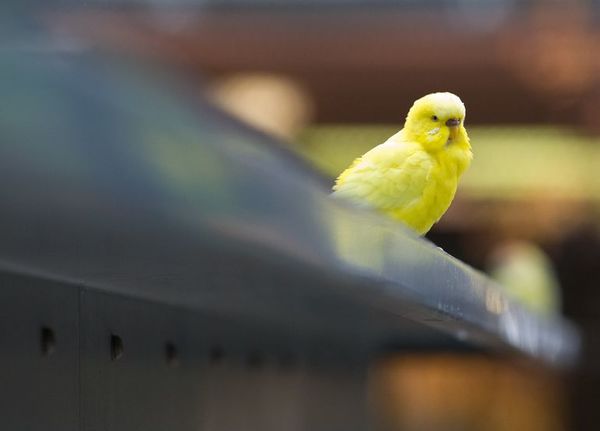Qué hacer cuando un pájaro llega volando a una casa - Mascotas - ABC Color