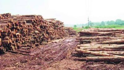 Industria forestal se redujo un 40%