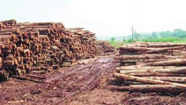 Industria forestal se redujo un 40%