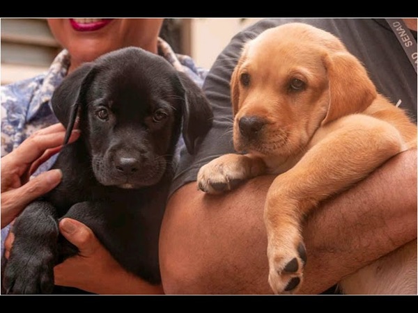 DONAN DOS LABRADORES CACHORROS A LA SENAD