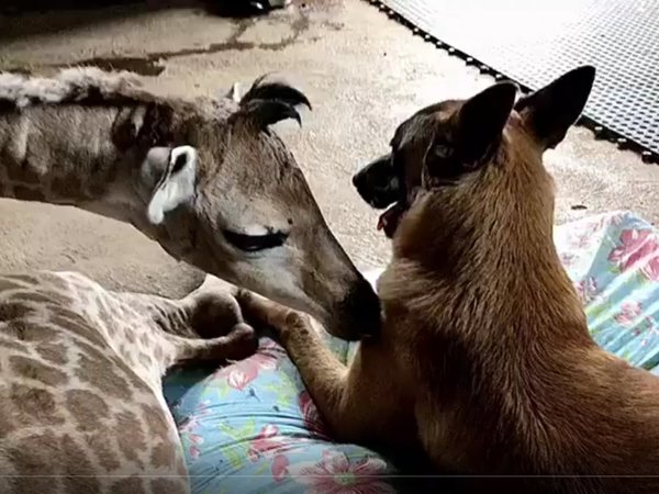 Un perro, amigo y protector de jirafa bebé abandonada