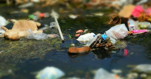 Desidia e inconsciencia minan de basura tóxica los cursos de agua - Digital Misiones
