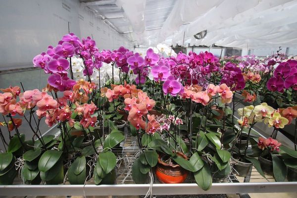 Taiwán alienta a Paraguay a liderar el rubro orquídea