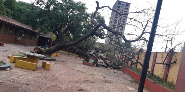 Cae árbol en el CRECE