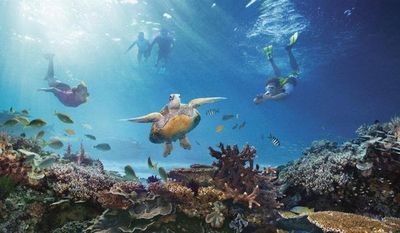 Australia emplea un robot para regenerar la dañada Gran Barrera de coral  - Ciencia - ABC Color