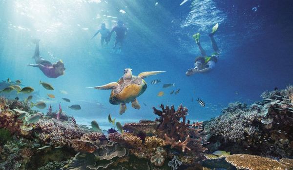 Australia emplea un robot para regenerar la dañada Gran Barrera de coral - Ciencia - ABC Color