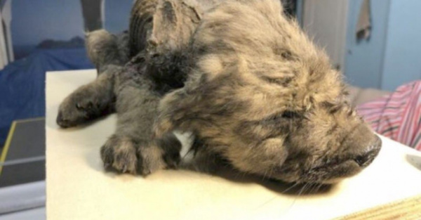 Perrito bebé de 18 mil años