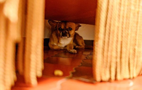Mascotas y fin de año: ¿Qué hacer contra el pánico sonoro? - Mascotas - ABC Color