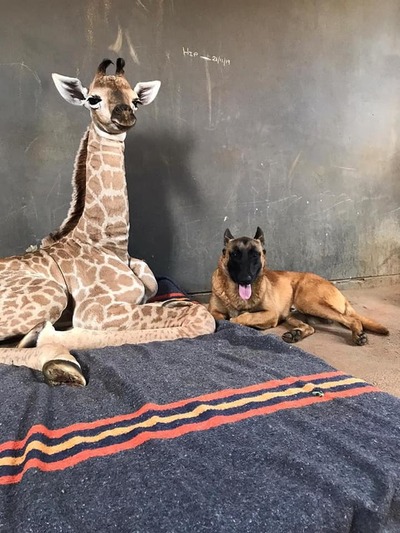 La historia de un perro que cuida a una jirafa bebé abandonada por su mamá » Ñanduti