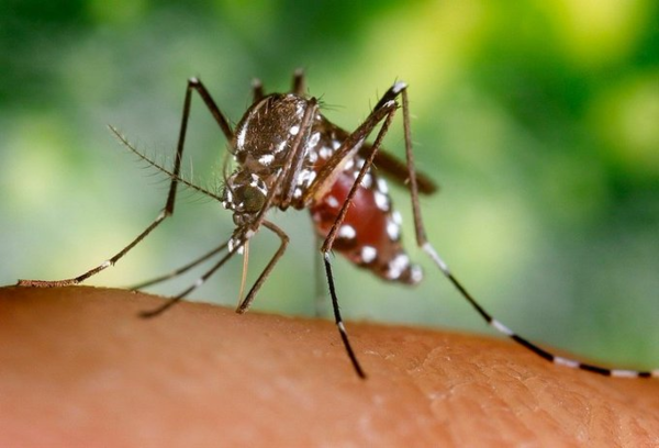 Está empezando una de las epidemias más grandes de dengue
