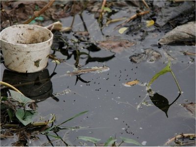 Salud confirma epidemia de dengue