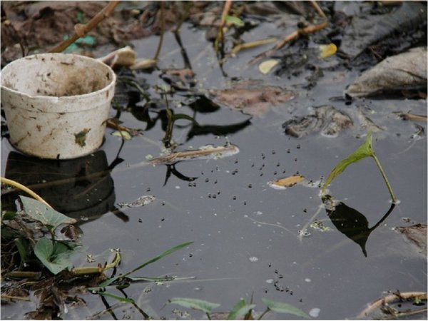 Salud confirma epidemia de dengue