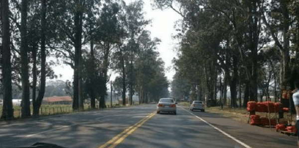 Los eucaliptos que decoraban el camino a la Virgen | Noticias Paraguay