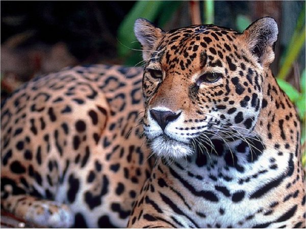 Instan a preservar la especie del Yaguareté