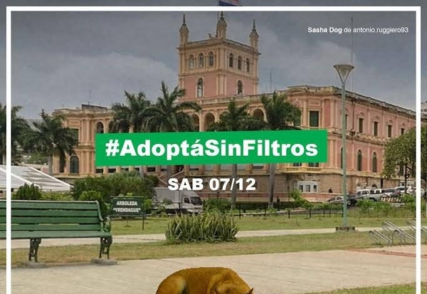HOY / Lanzan campaña de adopción con filtro de Instagram