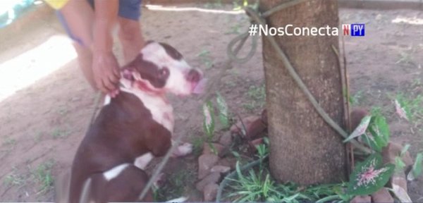 Mujer de 90 años fue atacada por un pitbull | Noticias Paraguay