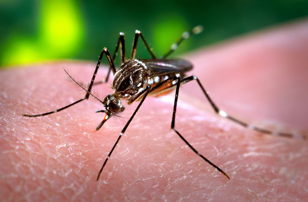 Vigilancia de la salud confirma que ya estamos en epidemia por dengue