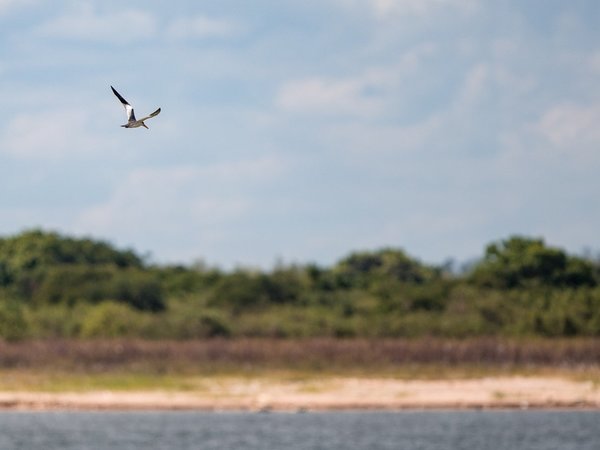 Paraguay será una atalaya de biodiversidad en la Feria de Aves de Suramérica