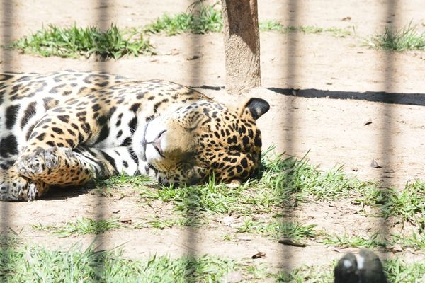 Recuerdan “Día Internacional del Jaguareté”, especie en vía de extinción