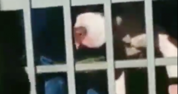 HOY / VIDEO | Nuevo ataque de pitbull: esta vez, víctima fue una anciana de 90 años