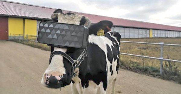 Vacas con casco  virtual producen mejor leche