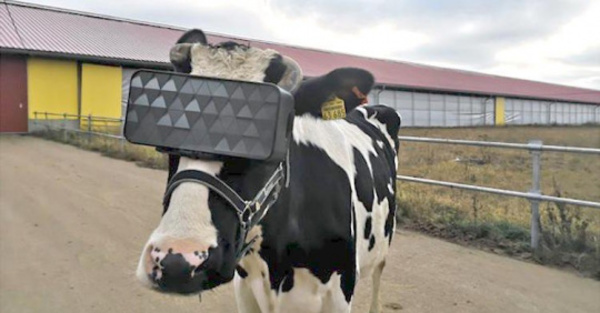Vacas con casco virtual producen mejor leche
