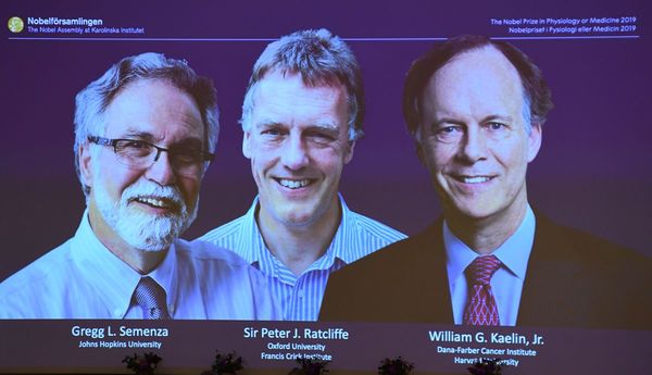 Investigación premiada con Nobel a larga vida de pacientes con cáncer