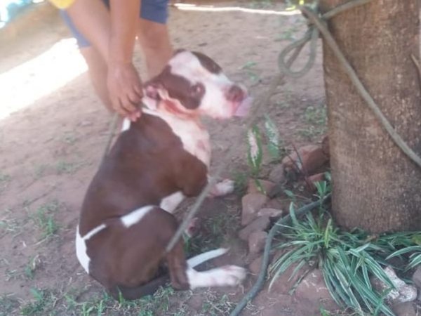 Abuelita fue atacada por un pitbull