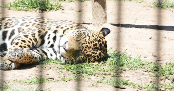 Recordarán el día del jaguarete con actividades