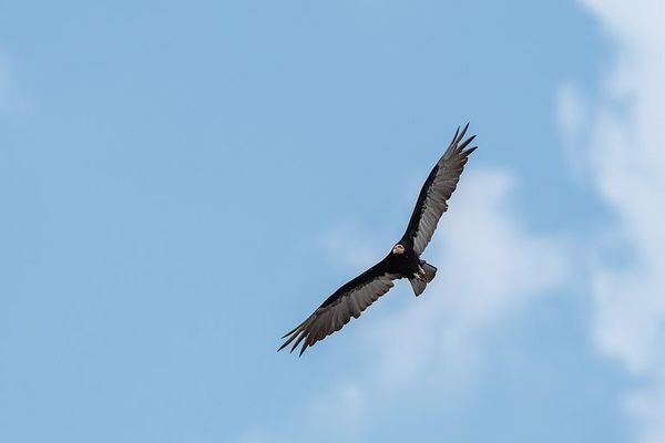 Paraguay será sede de la Feria de Aves de Sudamérica - Nacionales - ABC Color