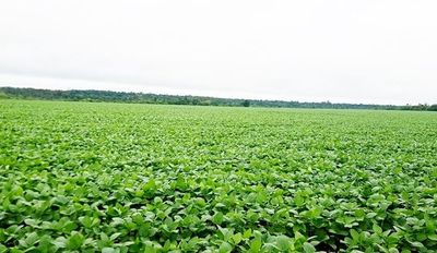 Las lluvias registradas traen esperanza a los agricultores - Economía - ABC Color