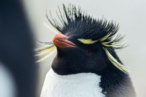 Malvinas: De la cría de ovejas al turismo de naturaleza - Viajes - ABC Color