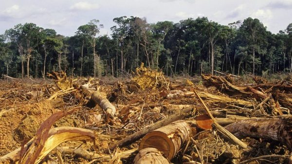 Imputan y piden prisión para empresario por deforestación