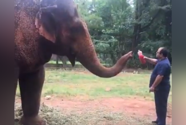 ¡Súper guapa! El tierno video de la elefanta Maia, tomando su remedio