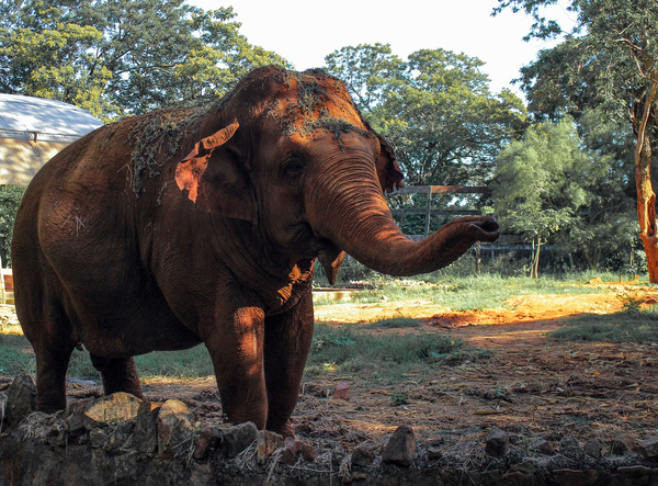 Maia, la elefante tiene sobrepeso con 5000 kilos y lucha contra la artritis » Ñanduti