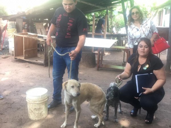 Dos perros son rescatados tras denuncias de maltrato animal