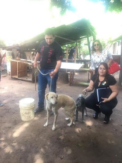 Fiscalía rescata a perros en grave estado de salud tras denuncia ciudadana - Nacionales - ABC Color