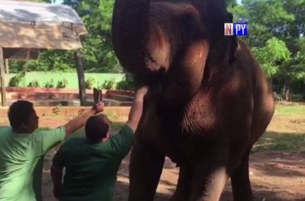 La elefanta Maia supera expectativa de vida | Noticias Paraguay