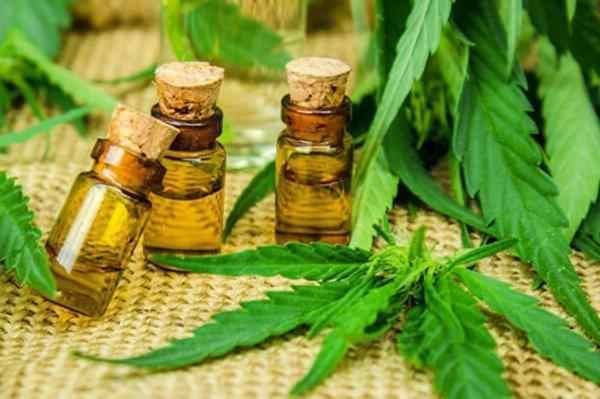 Comisión en Diputados rechaza despenalización del autocultivo del cannabis medicinal  - Nacionales - ABC Color