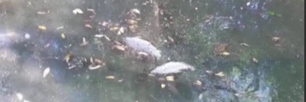 Mortandad de peces asusta a pobladores de Carapeguá | Noticias Paraguay