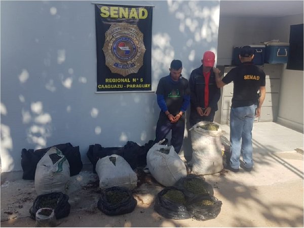 Dos aprehendidos con 53 kilos de marihuana en Caaguazú